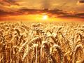 Спрос на зерновозы (ростовская область) 6.5 р тонна/км